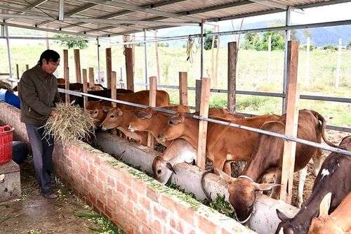 Gia Lai ưu tiên các dự án sản xuất thức ăn chăn nuôi