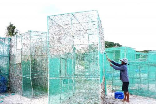Khan hiếm giống tôm hùm xanh