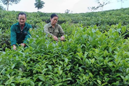 Mường Khương: Nông dân thu trên 267 tỷ đồng từ các cây trồng chủ lực
