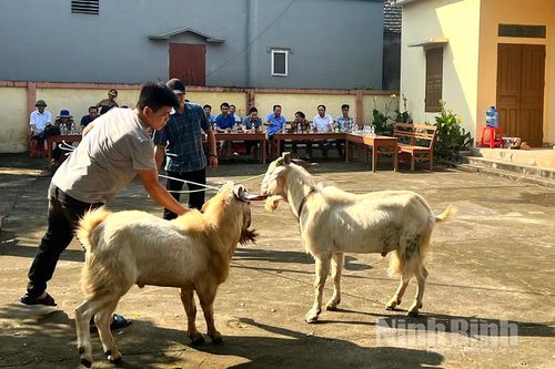 Hội Nông dân tỉnh khảo sát công tác chuẩn bị tổ chức Hội chọi dê