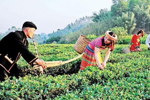 Thơm ngát mùa quả ngọt