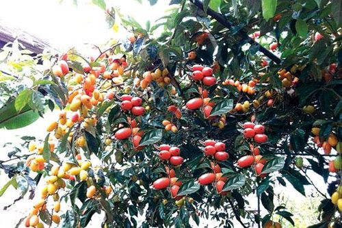 Những ngọn đèn thắp trong kẽ lá