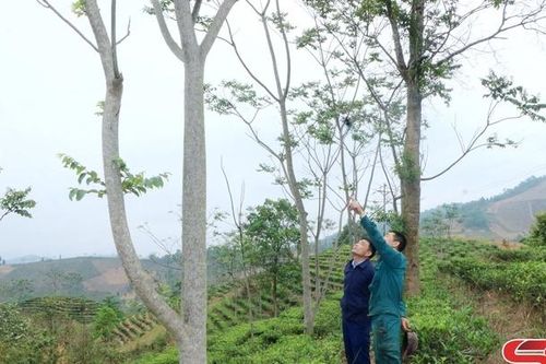Thực hiện khâu đột phá ở Đảng bộ xã Phổng Lập
