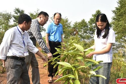 Sông Mã phát triển vùng nguyên liệu quế