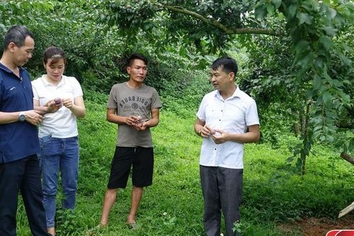 Giải pháp 'trẻ hóa' cây ăn quả