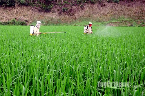 Chăm sóc lúa xuân thời kỳ đứng cái, làm đòng