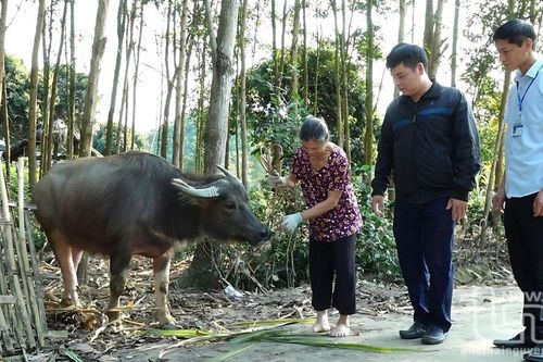 Phú Lương: Dự kiến phân bổ trên 7,6 tỷ đồng triển khai các mô hình giảm nghèo