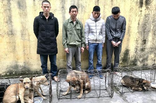 Bắt giữ 3 đối tượng tiêu thụ hơn 2 tấn chó