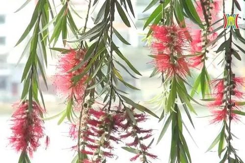 Liễu buông sắc đỏ ven hồ Tây