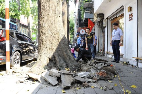 Hà Nội 'cởi trói' hàng cây sao đen trên phố Lò Đúc