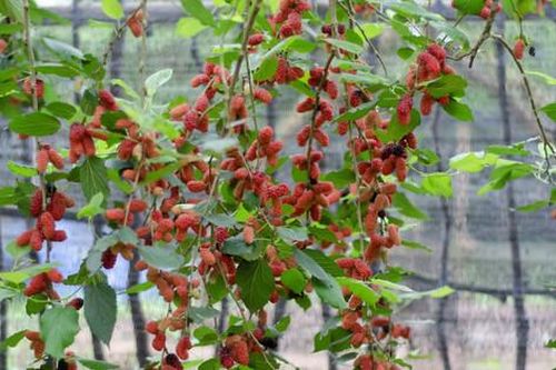 Trĩu trịt mùa dâu Hiệp Thuận
