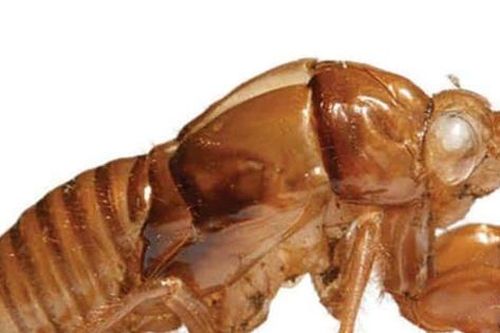 Xác ve sầu có gì đặc biệt mà lại được thu mua giá cao?