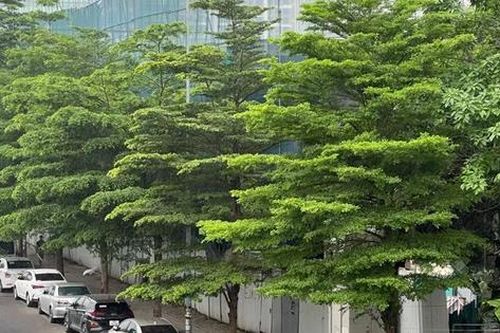 Cận cảnh công trình khiến Chủ tịch phường Nghĩa Đô vướng lao lý