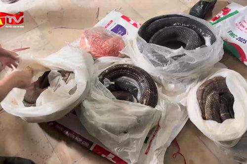 Cận cảnh các cá thể động vật quý, hiếm bị phát hiện trong tủ đông lạnh