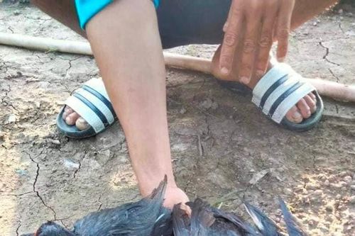 Buôn bán động vật hoang dã tràn lan trên mạng