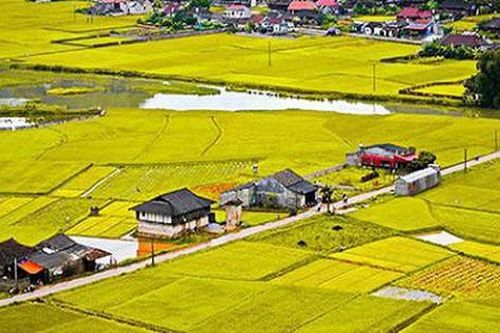 Nộp tiền bảo vệ đất trồng lúa khi chuyển mục đích sử dụng thế nào?