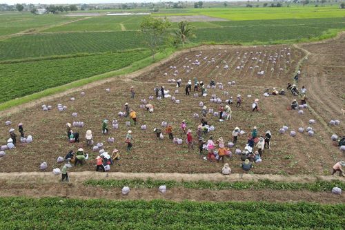 Khoai lang rớt giá, nông dân Gia Lai lao đao