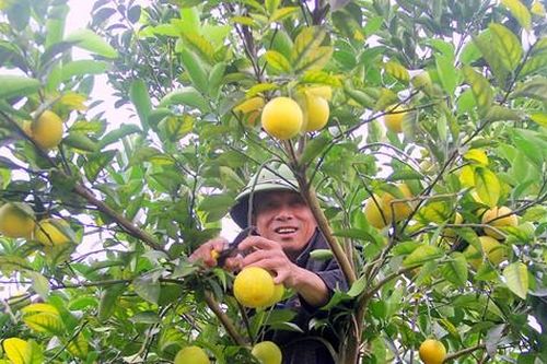 Tiếc nuối đặc sản cam Vinh
