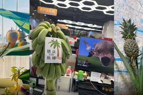 'Nông dân văn phòng' ở Trung Quốc: Trồng cây ăn quả để giảm stress