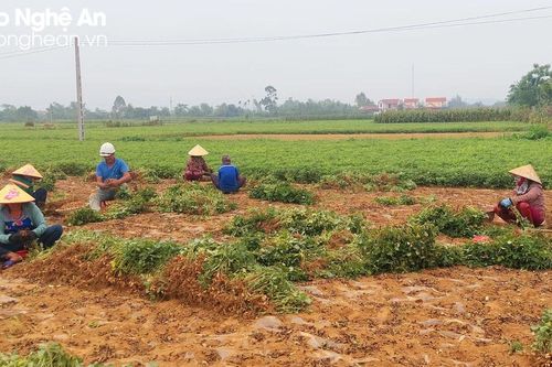 Lạc tươi ở Nghệ An được mùa, được giá