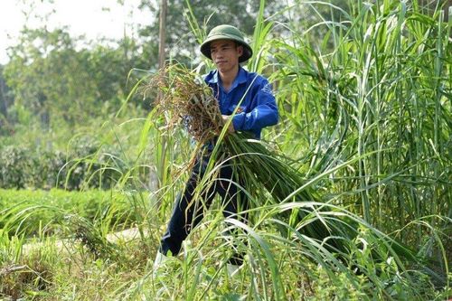 Anh nông dân thu hàng trăm triệu đồng nhờ nuôi loài vật'ham ăn rau cỏ'
