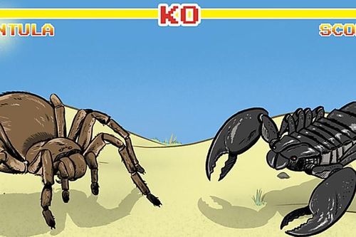 Bọ cạp đối đầu nhện tarantula, kẻ nào sẽ chiến thắng? Các nhà khoa học đã có câu trả lời