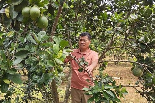 Trưởng thôn gương mẫu, tâm huyết với công việc tập thể