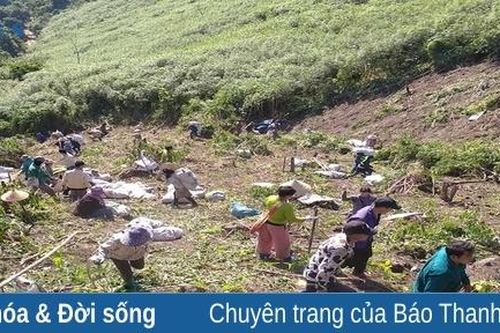 Phát triển 'cây xóa nghèo' ở Mường Lát