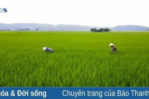 Xây dựng thương hiệu các sản phẩm lúa nếp