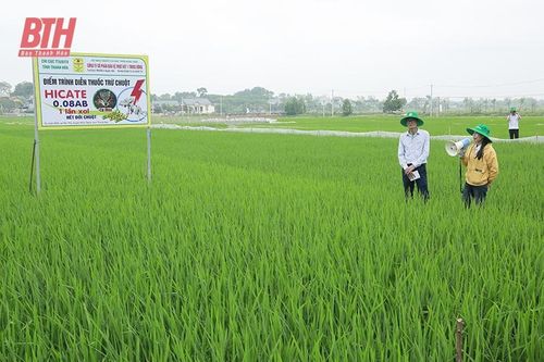 Thực hiện các biện pháp diệt chuột bảo vệ sản xuất