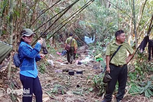 Dựng lán trại ngay trong rừng để thu hái ươi trái phép