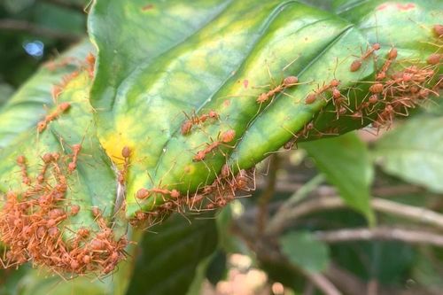 'Đặc sản' kiến vàng của người Jrai
