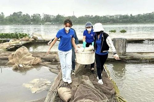 Cá chết hàng loạt ở Hải Dương, người nuôi cá lồng chịu thiệt hại