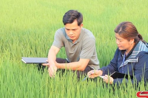 Chú trọng phòng trừ sâu bệnh hại cây trồng