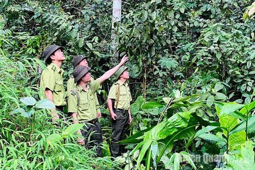 Ngăn chặn chặt phá, khai thác rừng trái phép