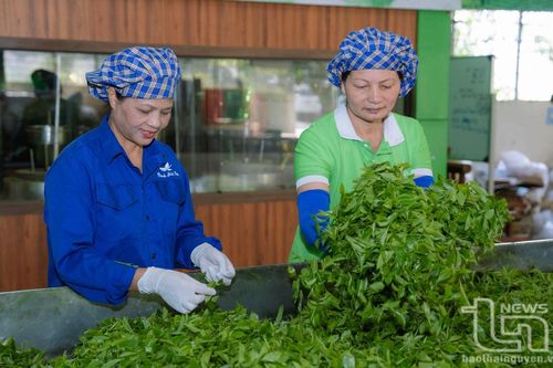Đại Từ sẵn sàng cho Lễ hội Trà