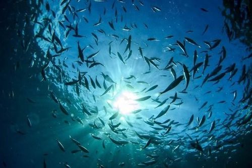 Lãnh đạo thế giới kêu gọi các nước nhanh chóng phê chuẩn Hiệp định về Biển cả
