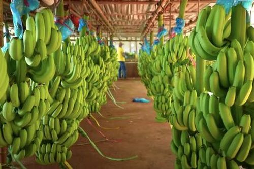 Chuối của Việt Nam vượt Philippines ở thị trường Trung Quốc