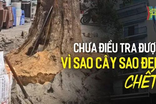 Chưa điều tra được vì sao cây sao đen chết