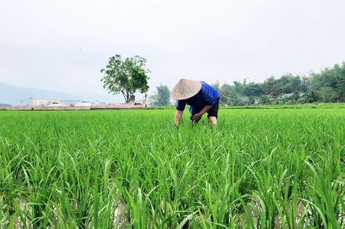 Tăng cường phòng, chống dịch bệnh trên cây trồng vụ xuân