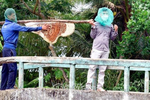 Dừng hoạt động đi bộ xuyên rừng