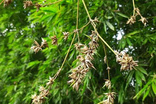 Tại sao người xưa nói 'tre trúc nở hoa là tai ương sắp tới'?