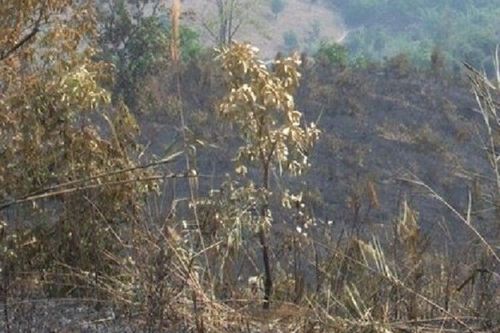 Kon Tum: Đốt rẫy làm cháy gần 9ha rừng thông ba lá