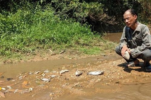 Vụ cá chết ở khe Rào Trường: Hoàn thiện hồ sơ để xử phạt một trang trại nuôi lợn gây ô nhiễm môi trường
