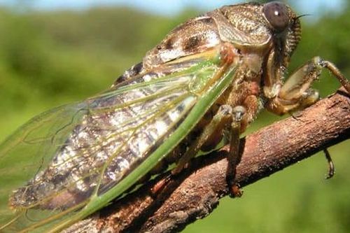 10 bài thuốc trị bệnh có xác ve sầu