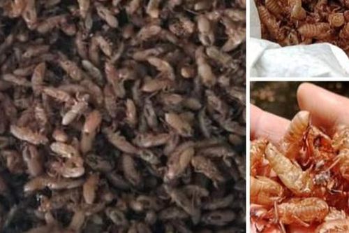 Thực hư thông tin mua xác ve sầu giá tiền triệu ở Đắk Lắk