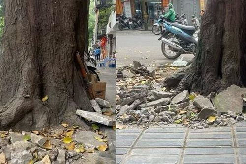 'Cởi trói' cho hàng cây sao đen trên phố Lò Đúc