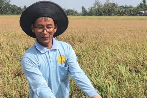 Những ruộng lúa chết mòn trong hạn mặn