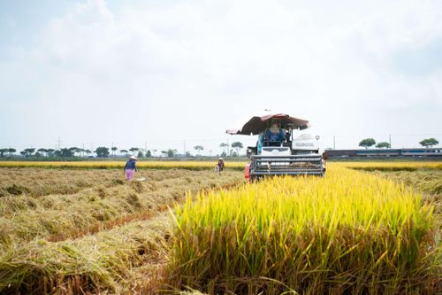 Đà Nẵng: Lúa được mùa, được giá