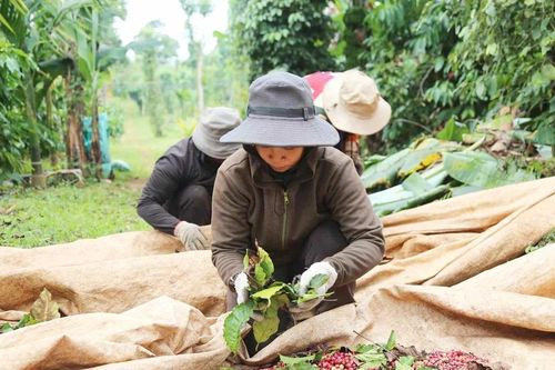 Khởi sắc liên kết sản xuất trong đồng bào dân tộc thiểu số vùng Tây Nguyên: Đưa buôn làng vươn xa
